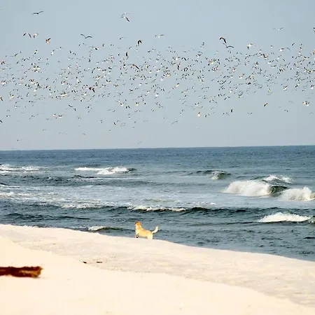 Apartment White Pearl 0.07 *