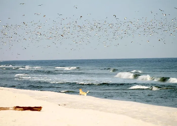 Apartment White Pearl 0.07 *